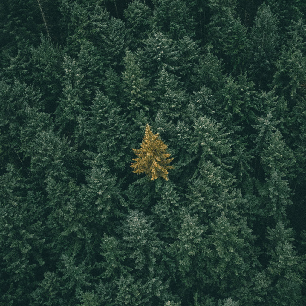 In-Depth: Spruce Varieties