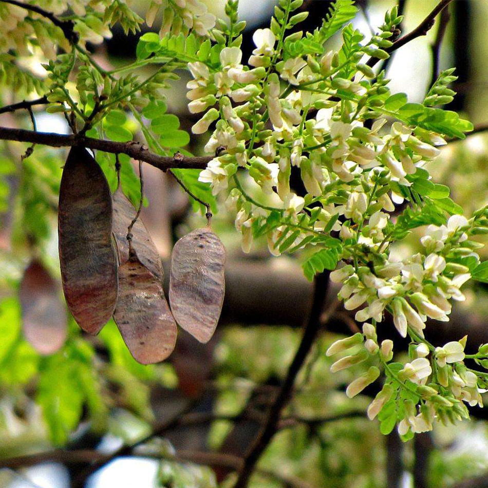 A Short(ish) History Of Brazilian Rosewood